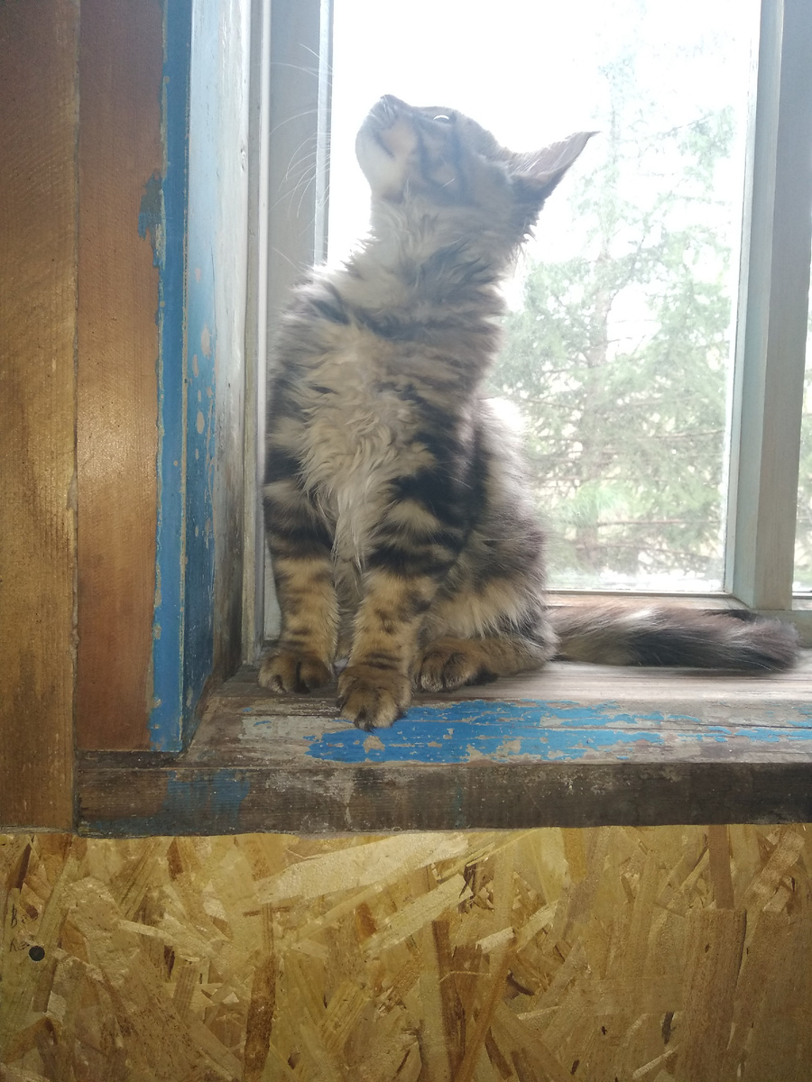 Тима ещё котёнок, осваивает деревенский быт