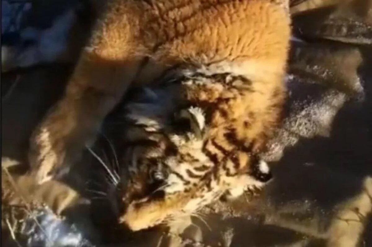    Пять конфликтных тигров ловят на юге Приморского края