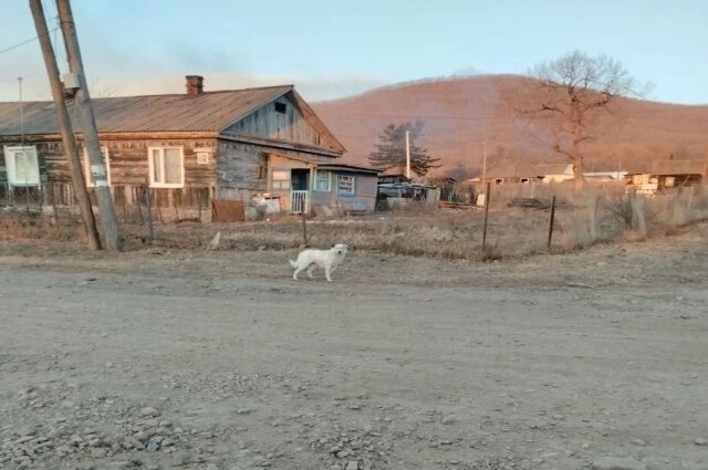    Фото: Фото из социальных сетей/ Телеграмм-канал Минприроды Приморского края