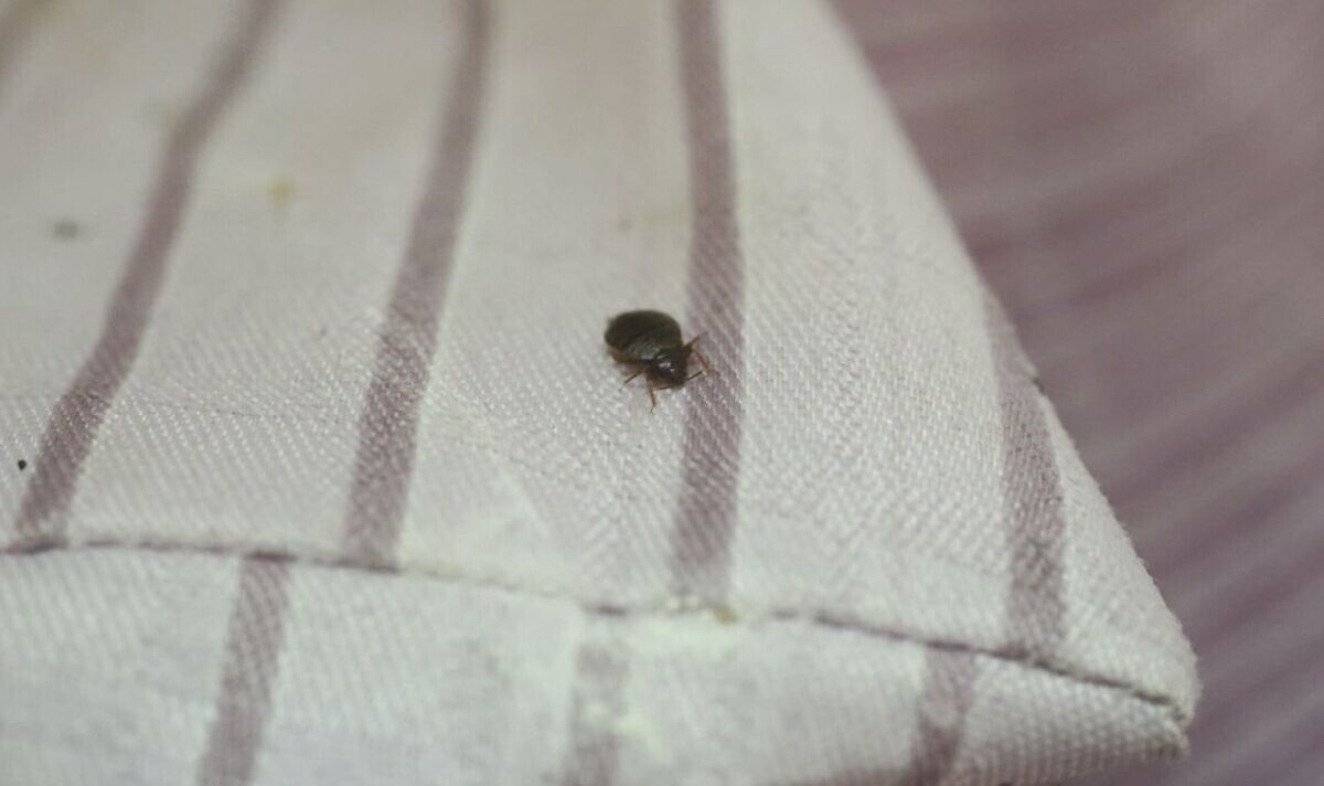 Уничтожение клопов в районе Котловка