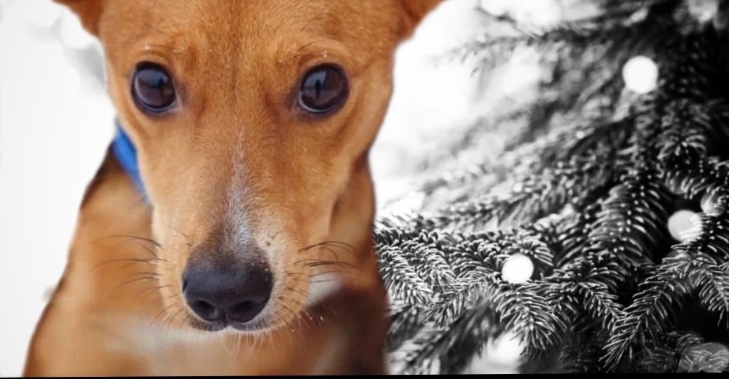 Новогодняя БОРЬБА за жизнь!