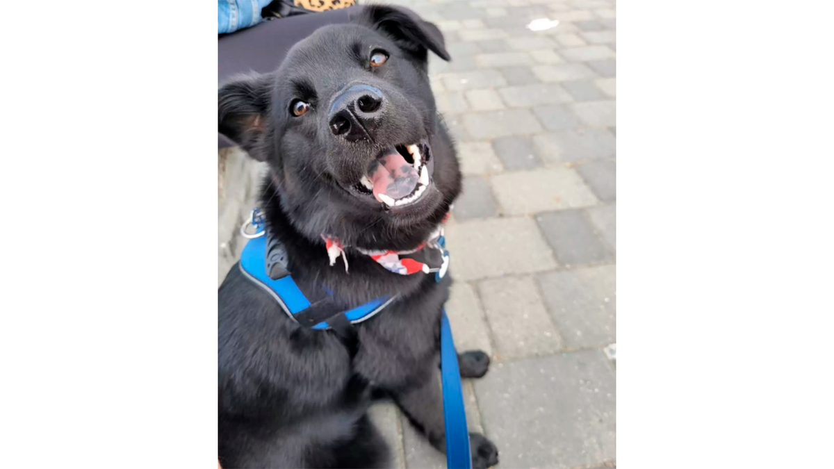    Блу нашла кому подарить свою любовь в тот день