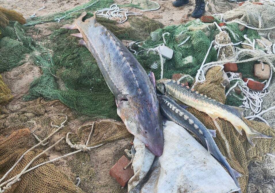    Фото: Пресс-служба Пограничного управления Федеральной службы безопасности Российской Федерации по Краснодарскому краю. tamannews