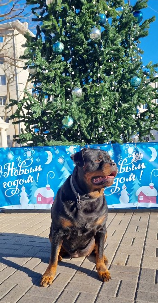 Снега что-то маловато.😂