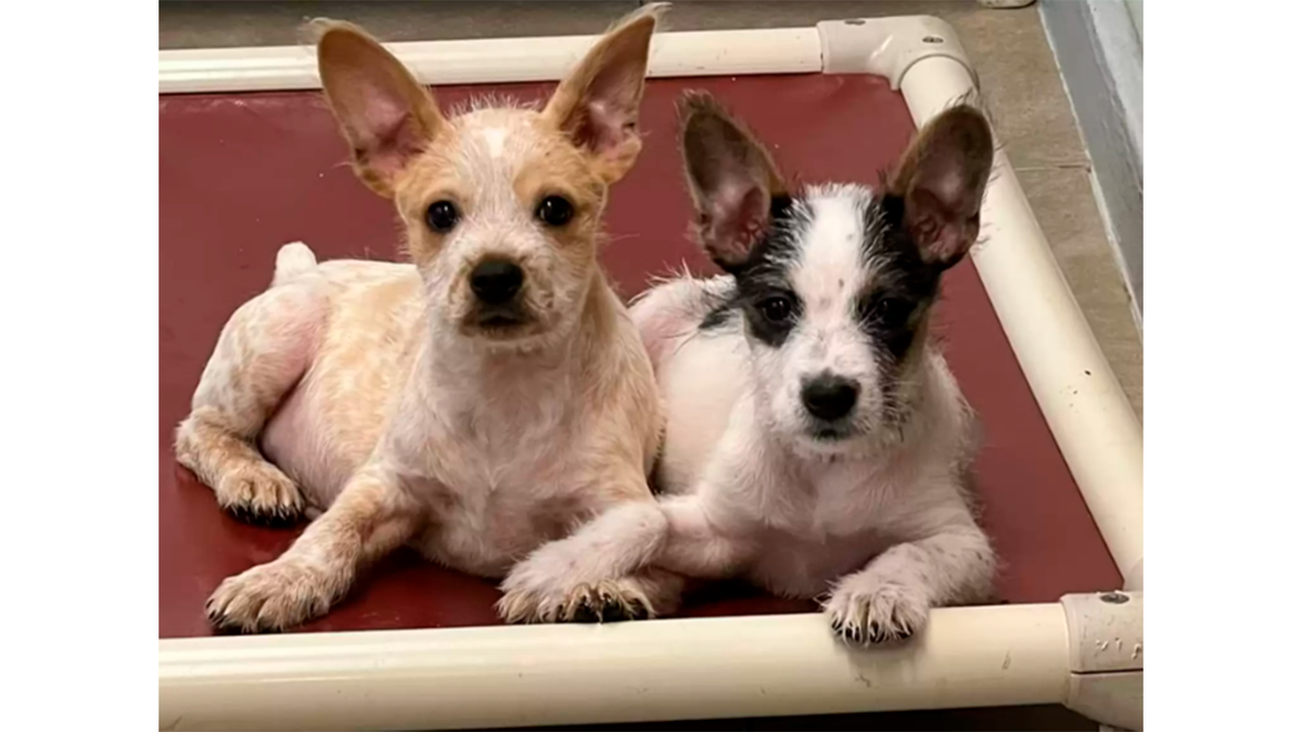    Малыши с самого рождения связаны эмоционально