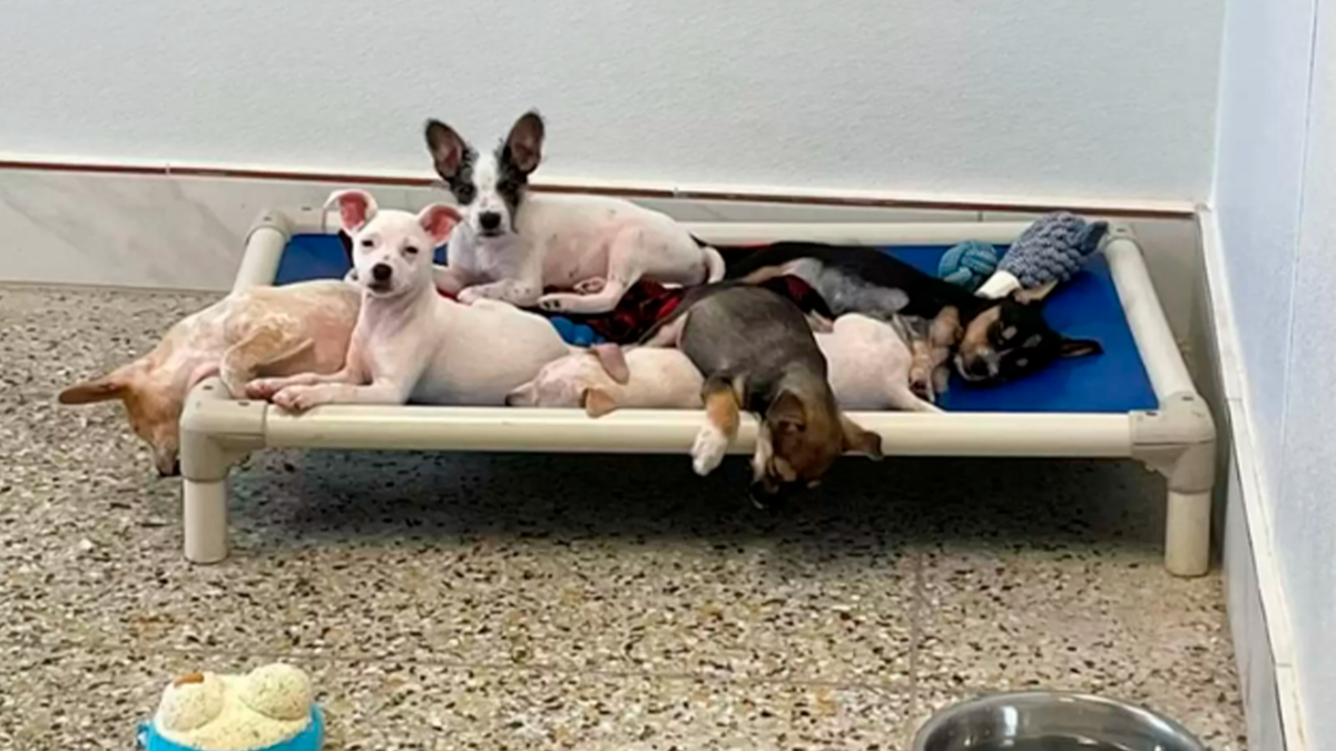    С другими братьями и сестрами у неразлучной парочки не возникло такой теплой связи