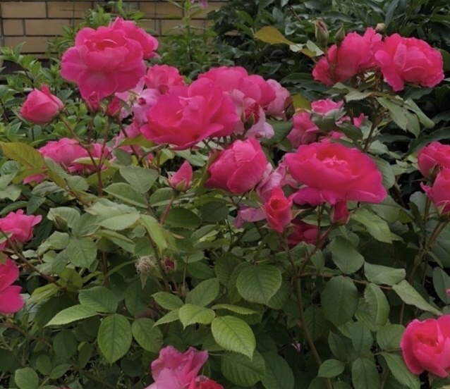 Одна из моих ушедших роз