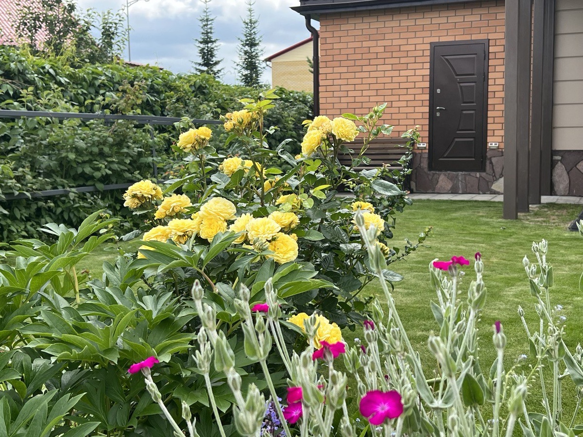 Роза в моем саду