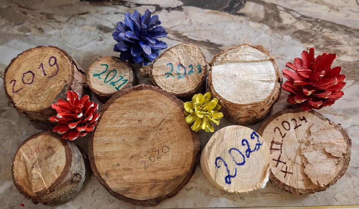 До Нового года остался 1 день, давайте о традициях! :) Этой традиции 7 лет, как Вы видите с 2018го года собираю я отпиленные корешочки/пенёчки. Съели пирожочки.