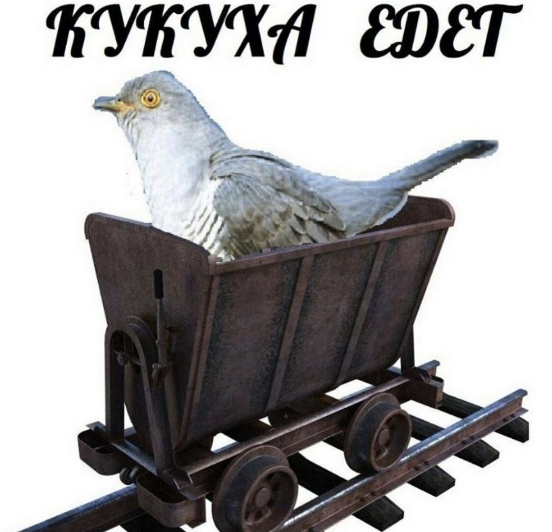 Когда от тебя едет кукуха, езжай следом.