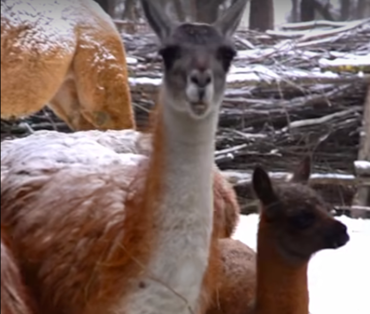    фото из группы ВКонтакте Новосибирского зоопарка