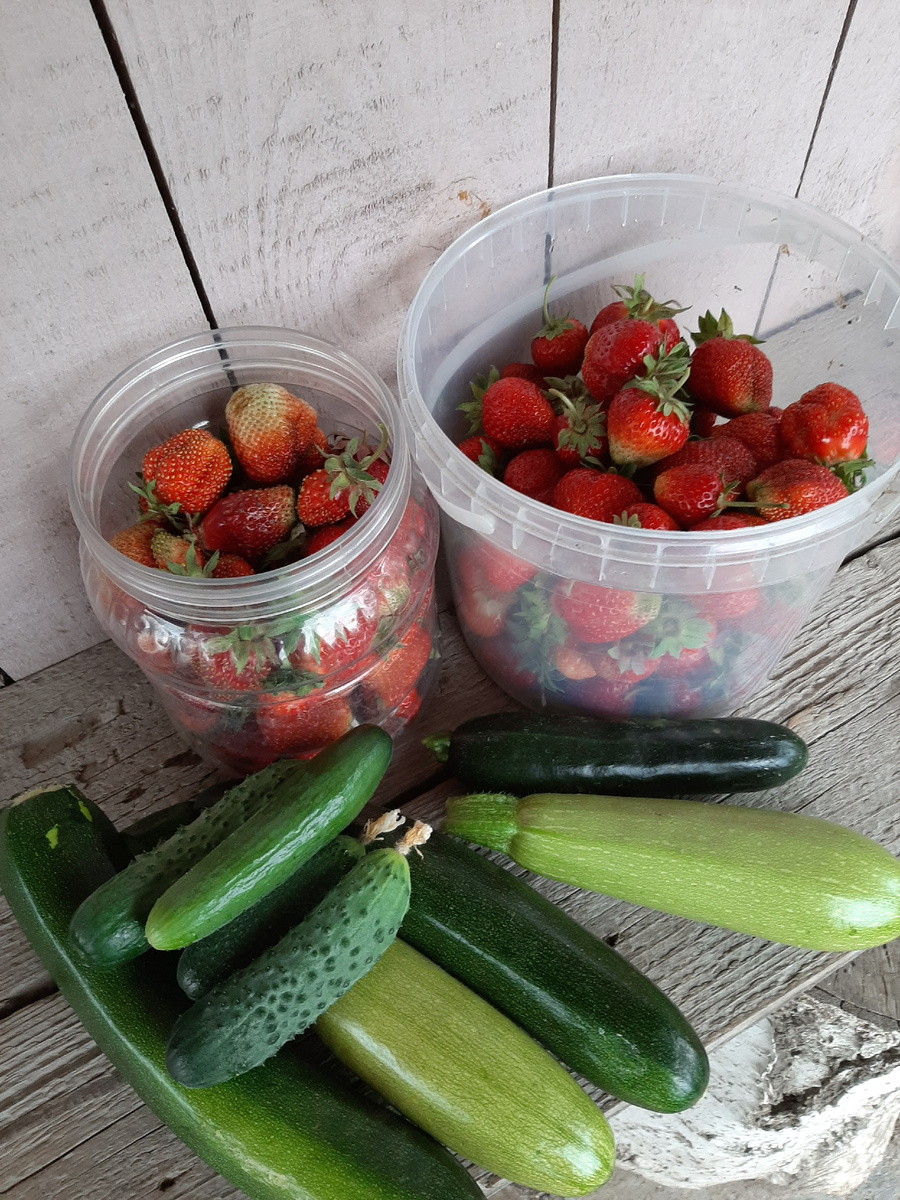 Первый урожай с сезоне