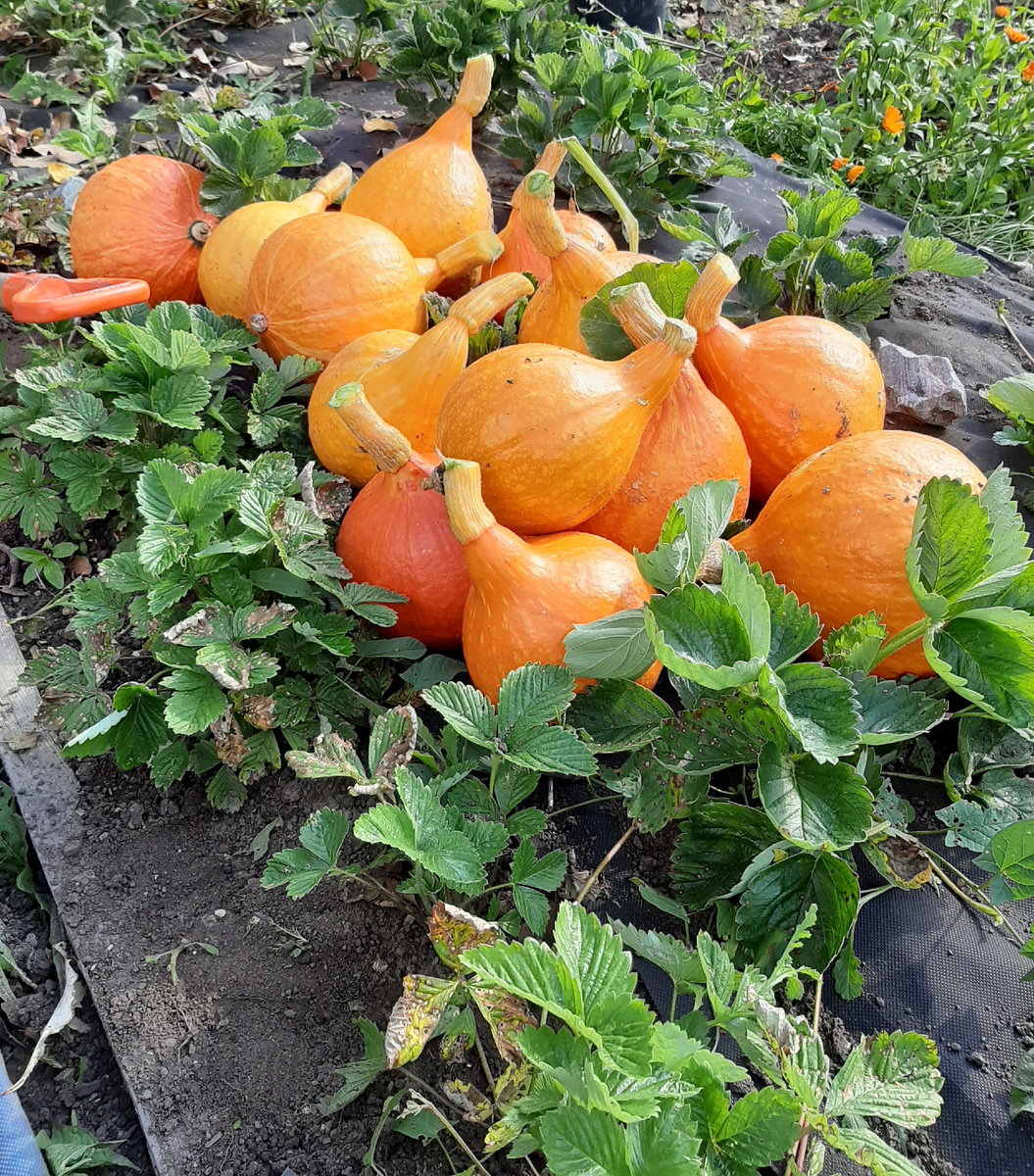 Тыква Оранж Сан 