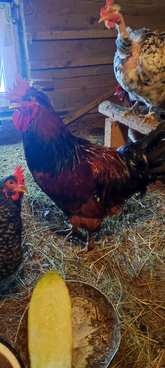 Чипс в своих владениях