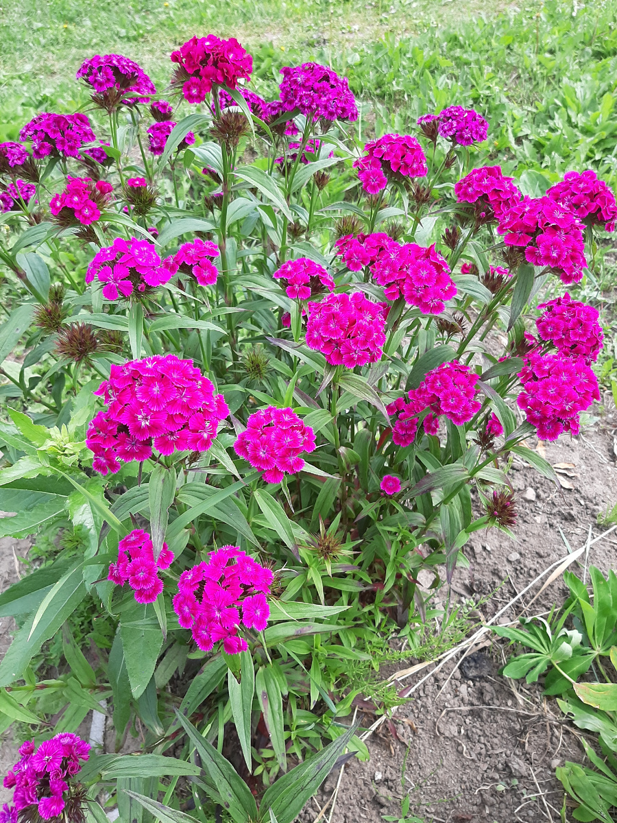 Турецкая гвоздика