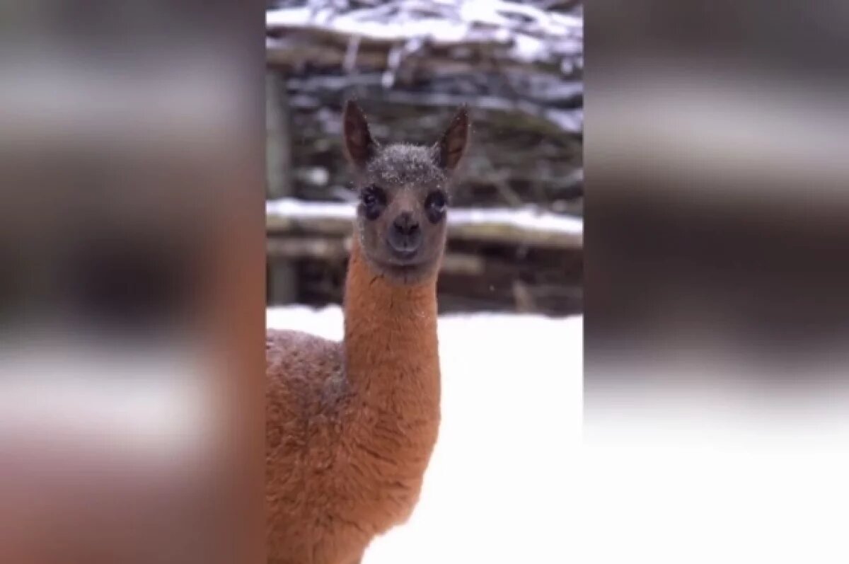    Маму-ламу и её малышку показали в зоопарке Новосибирска