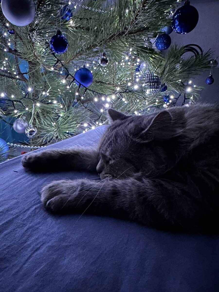 Любимая Кися у ёлочки. Фото автора