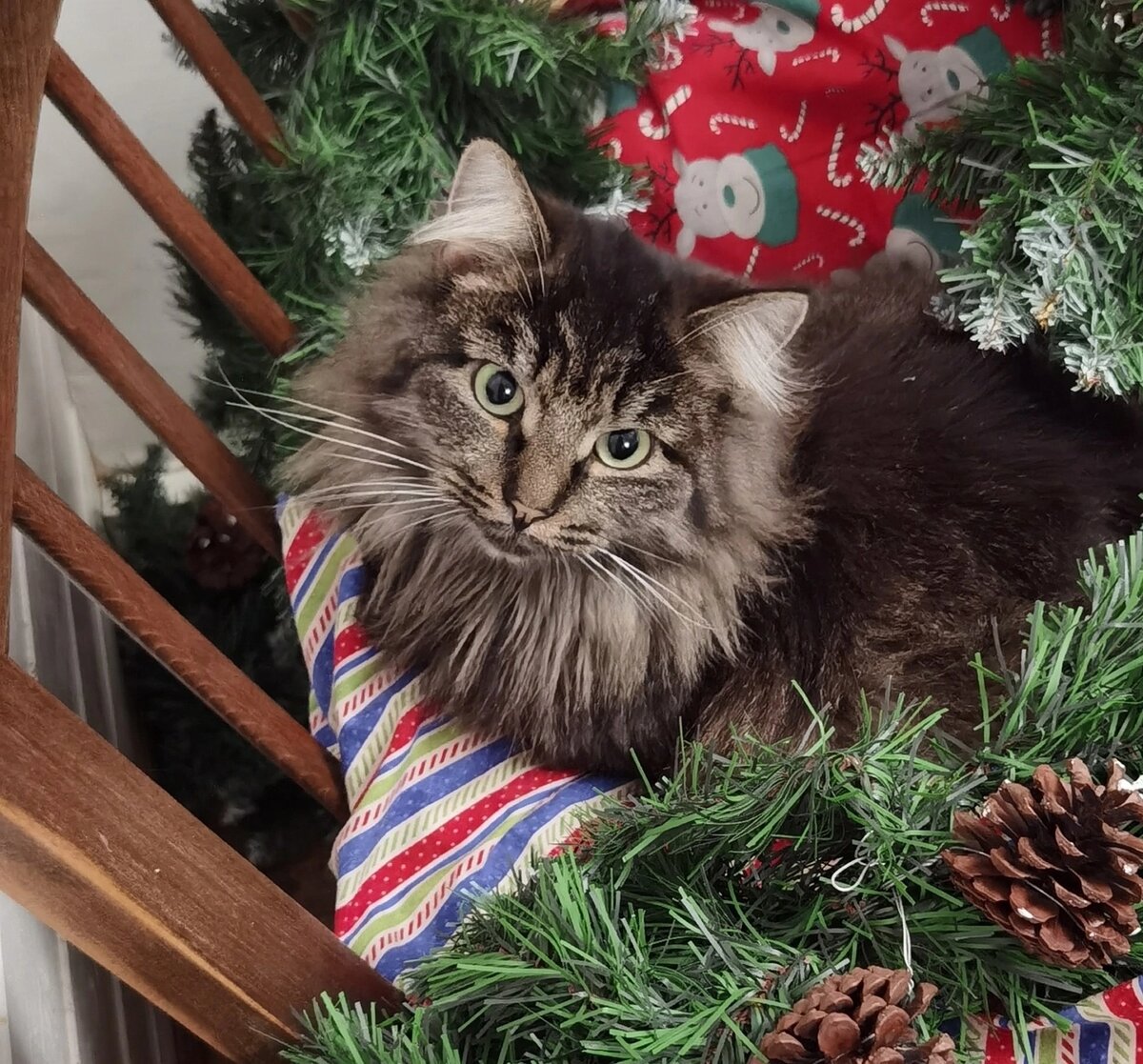 Предпразничная Алекса