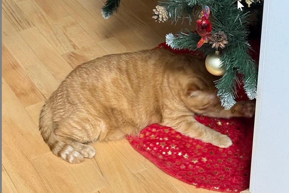 "Подарок" под елкой