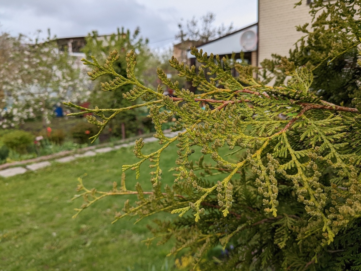 Туя - единственное хвойное растение в моем саду