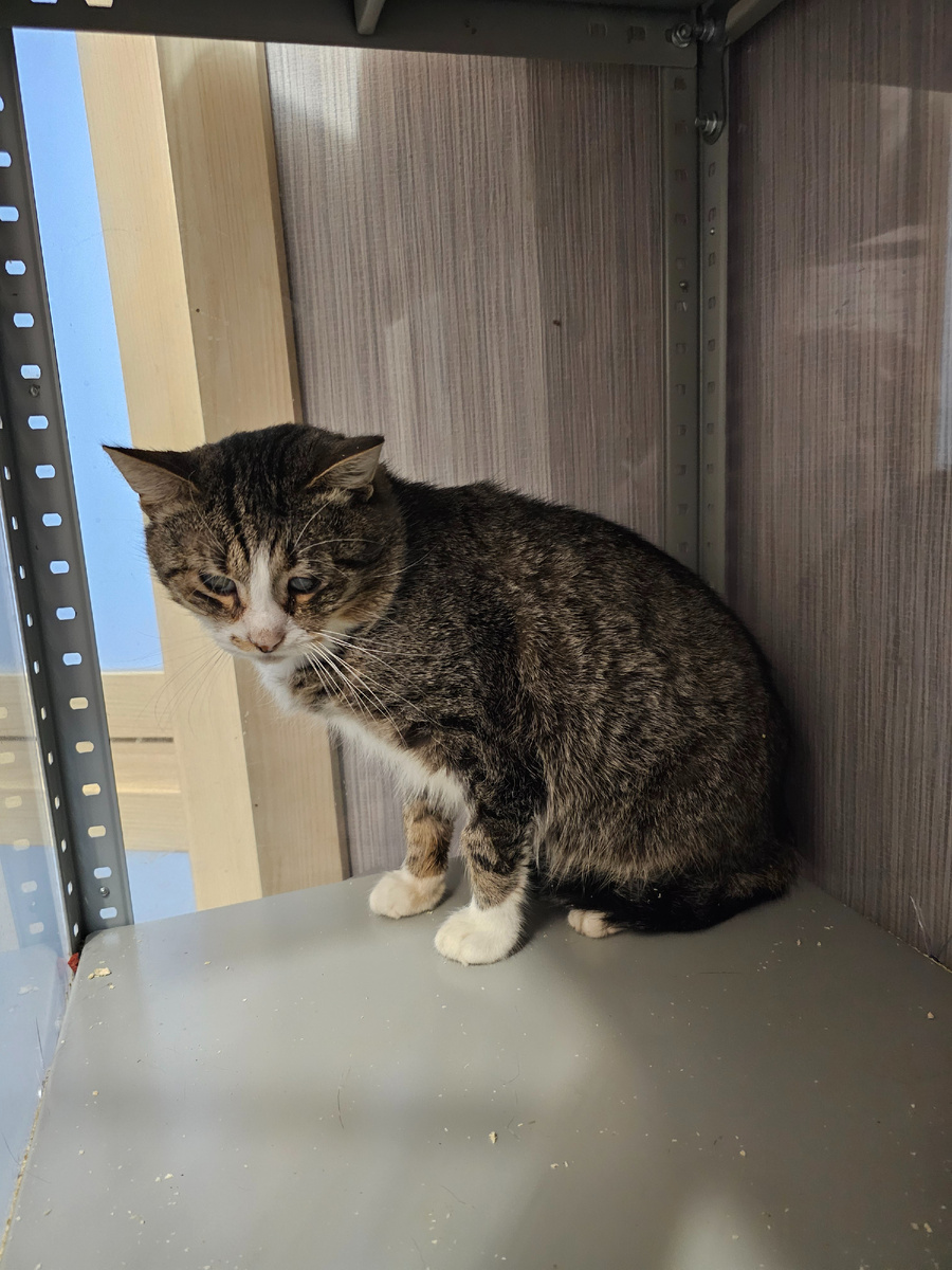 Фото автора. Арашик.