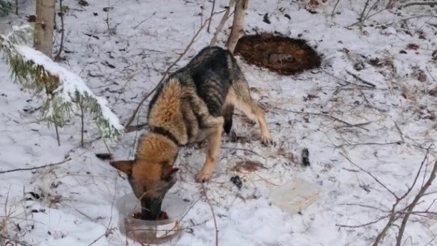 Жри че дают!