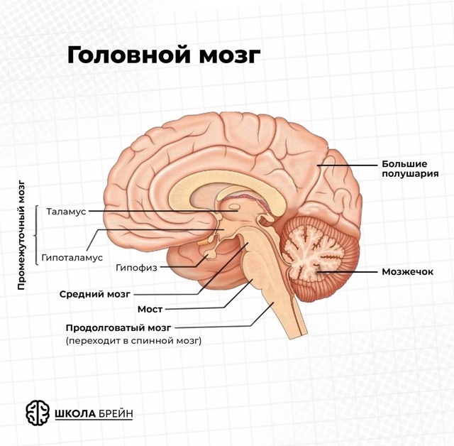 Картинка взята из канала Марины Брейн 