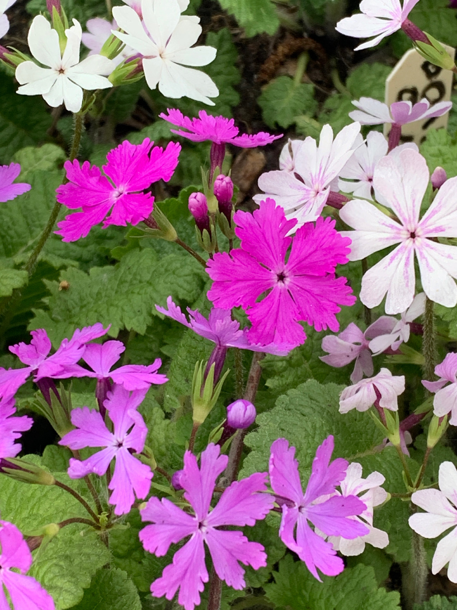 Посевы примулы Зибольда