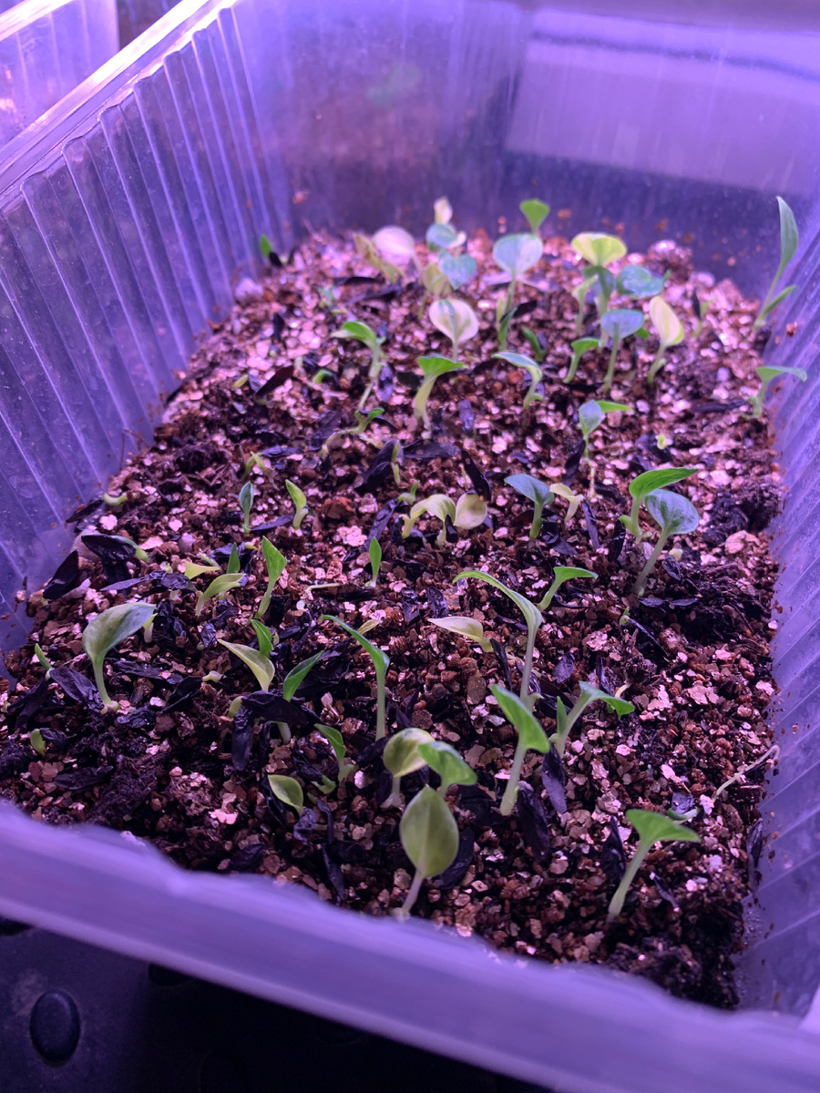 Сеянцы хост