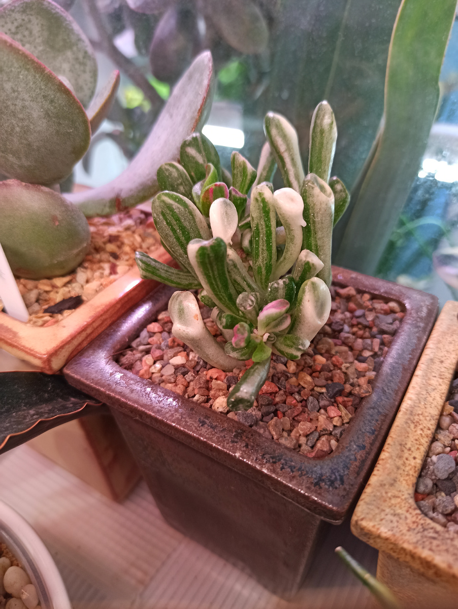 Монстрозность и вариегатность в одном флаконе - крассула Голлум вариегатный. Несмотря на такие природные "увечья", довольно неприхотлив (фото автора)