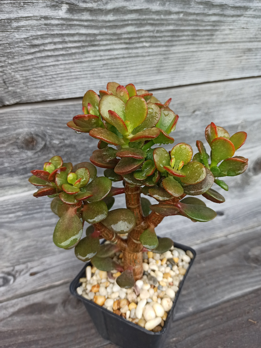 У каждого монстрозного сорта есть предок с нормальным типом роста. На фото красула Кросбис Компакт - предок сорта Хоббит (фото автора)