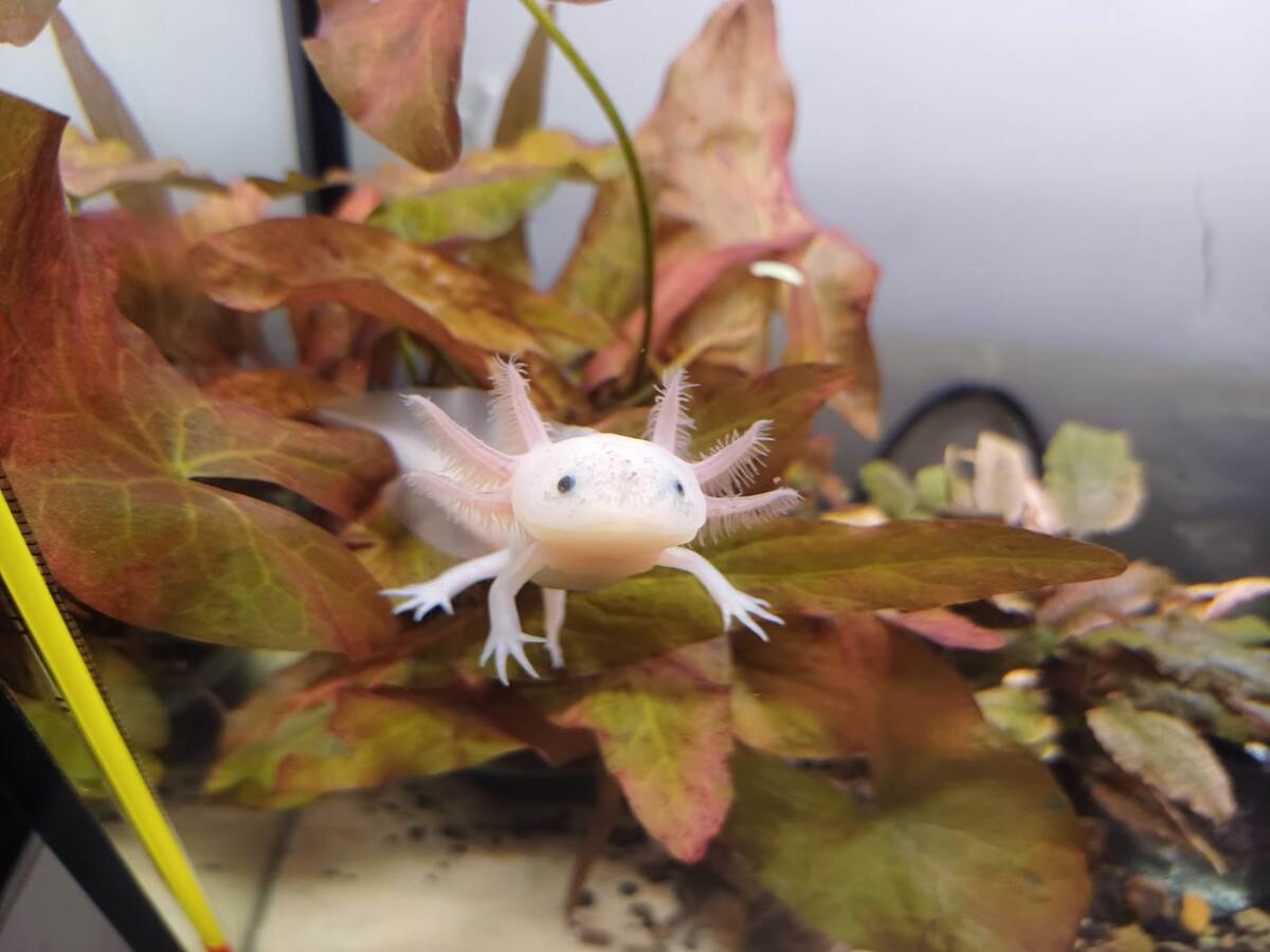 Доброе утро мир, ты уже принёс мою еду?