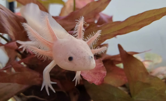 Крупный хи"Ф"ник