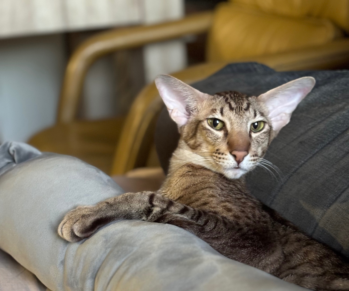 Вот наш красавчик 😍