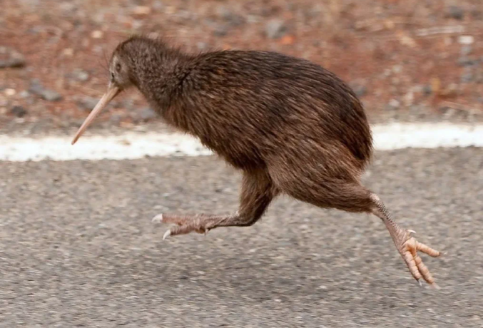 Лови её, лови! Это киви!!!