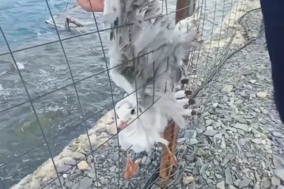    В Анапе двух чаек прибило к забору сильными порывами ветра