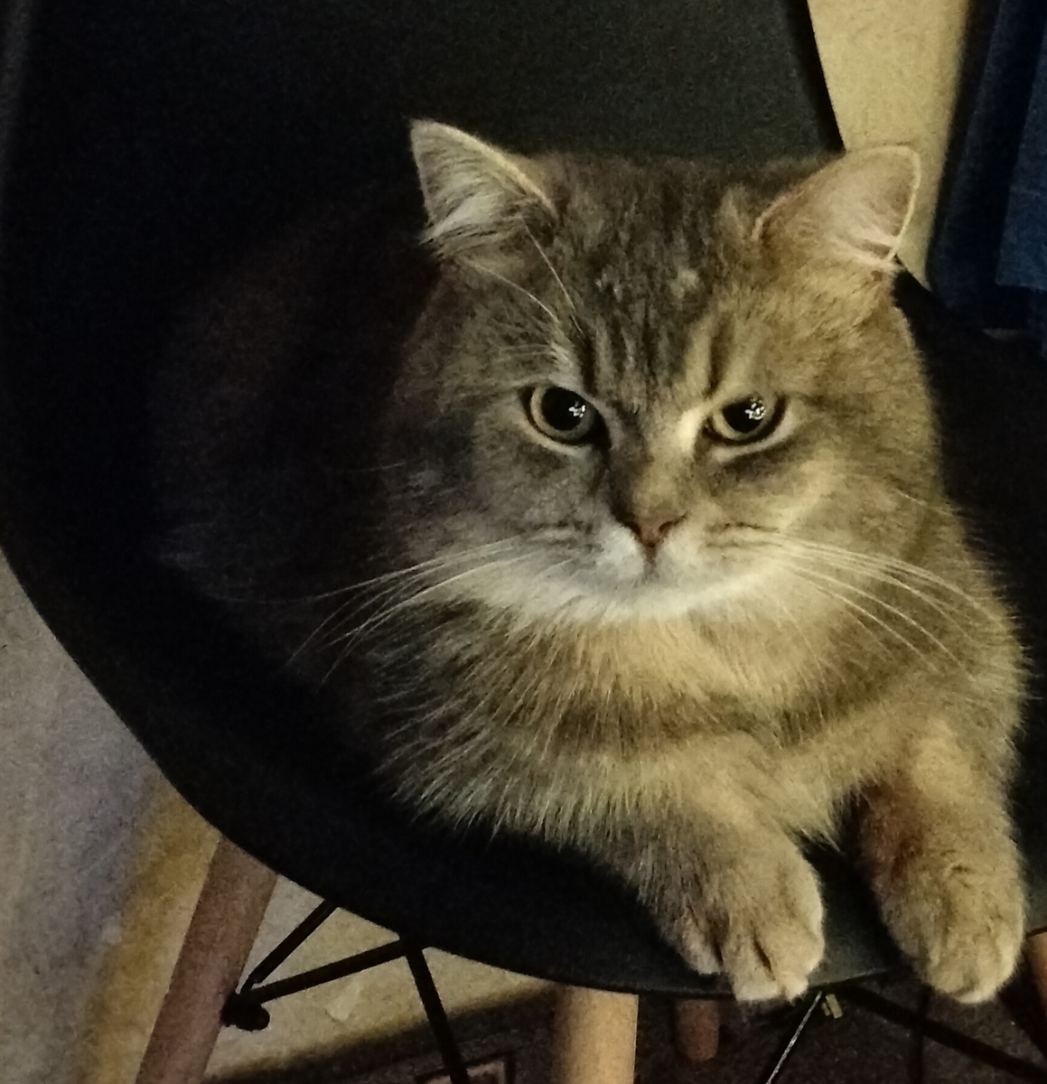 Не дрессированный, но очень ласковый кот Семён. 