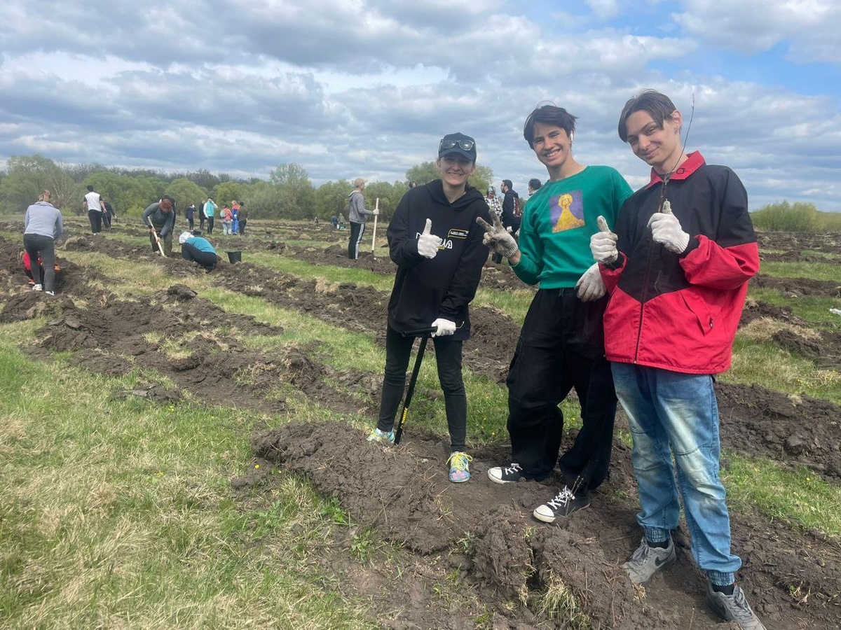    В Курске в 2024 году высадили 175 тысяч цветов и 12 тысяч деревьев