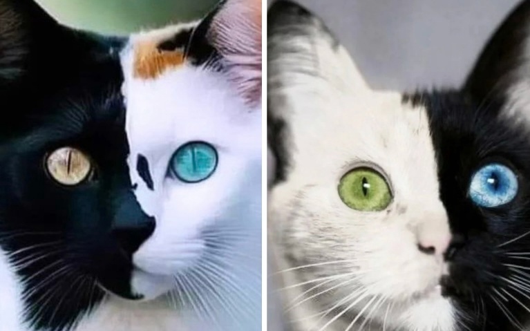 Очаровательные  котейки собворожительными глазками! 