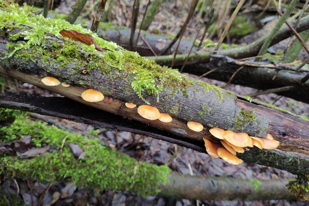    Грибы фламмулина Сергей Белевич