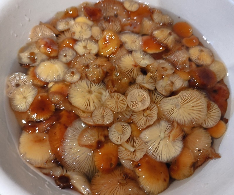 Грибы, которые собрала Алла Сергей Белевич  📷
