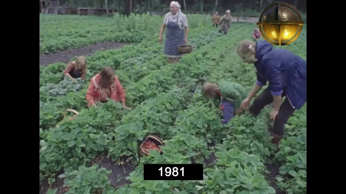 Уборка урожая садовой клубники. г. Юрмала, Латв. ССР.