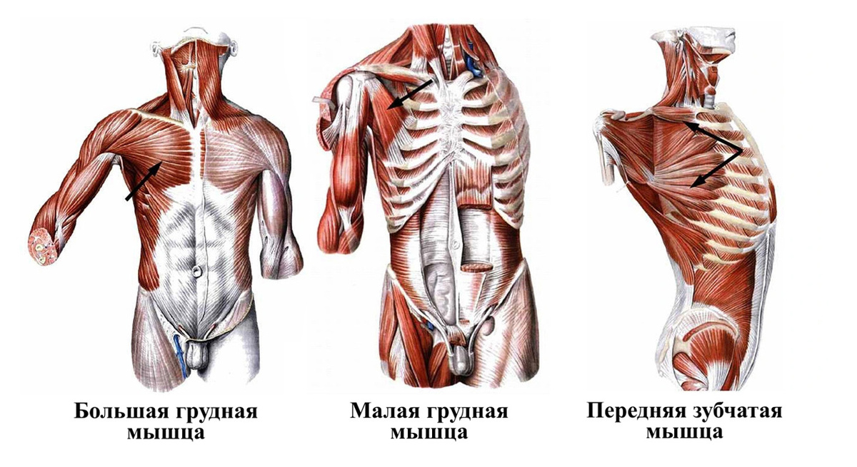 Мышцы груди