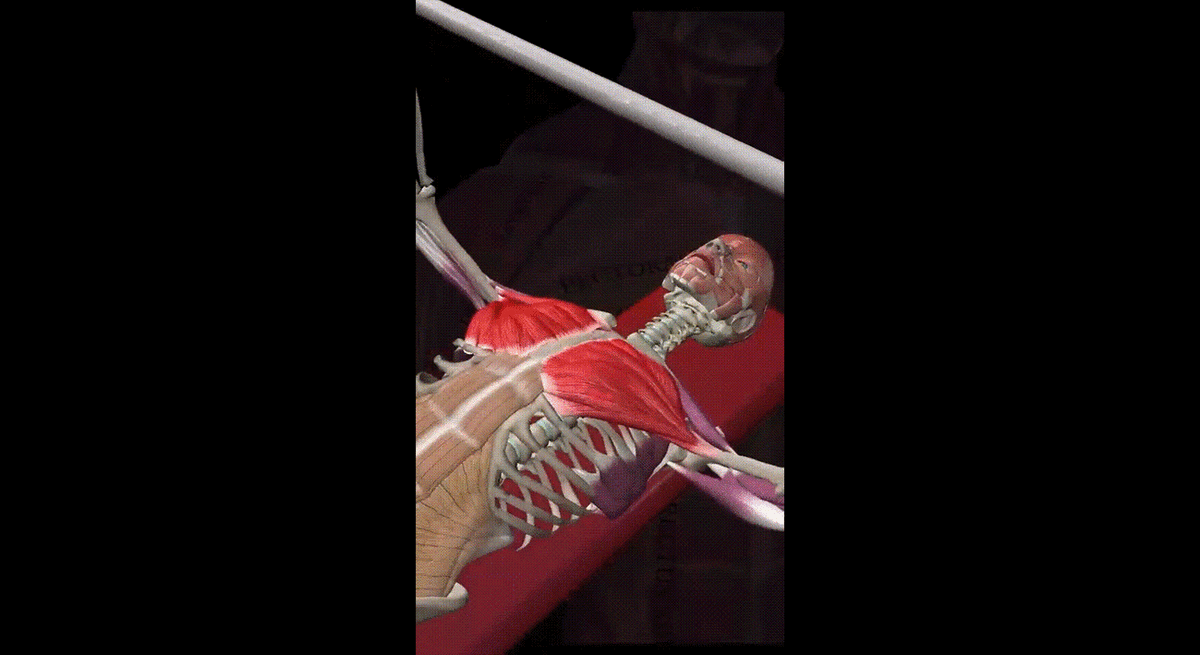 Мышцы груди