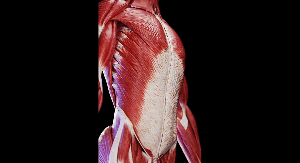 Мышцы груди и живота