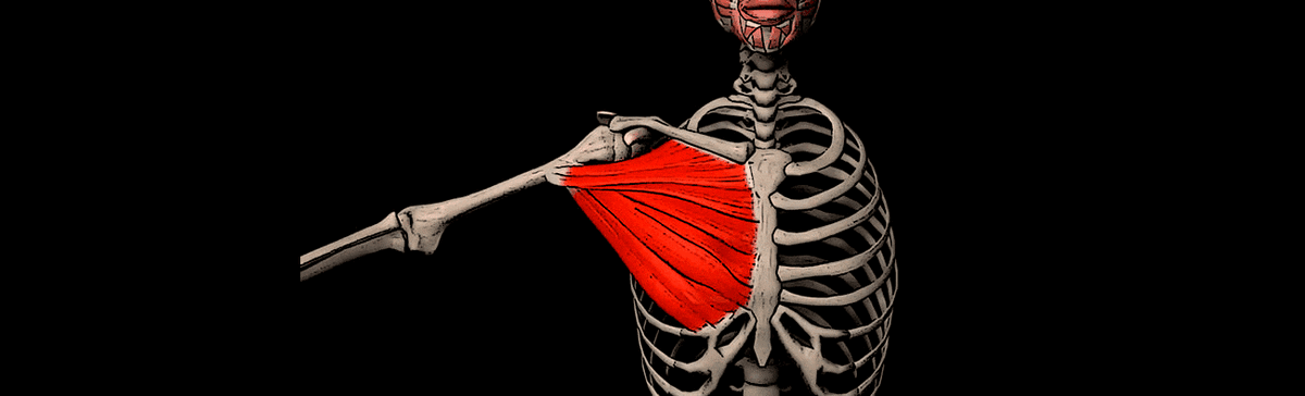 Мышцы груди