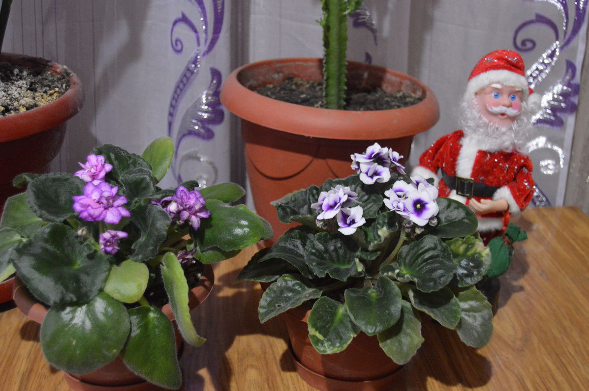 Фото автора. – Какие цветочки, идёт второй день Нового года! С недоумением сказал Дед Мороз.