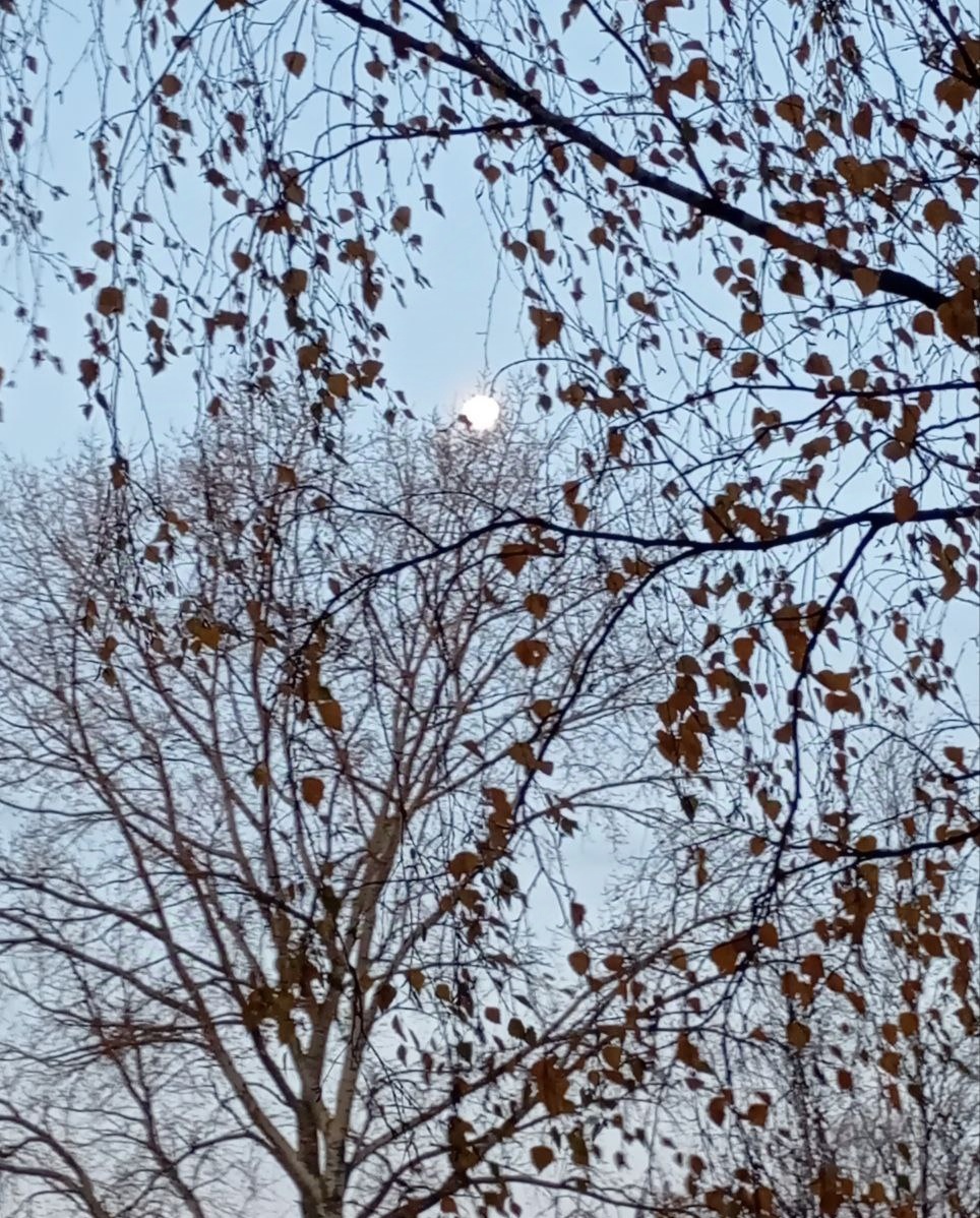 Утренняя луна. 