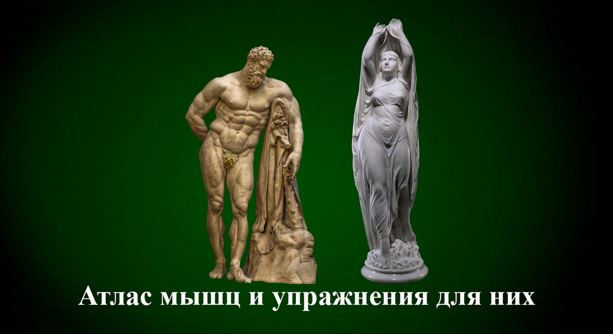 Атлас мышц и упражнения для них