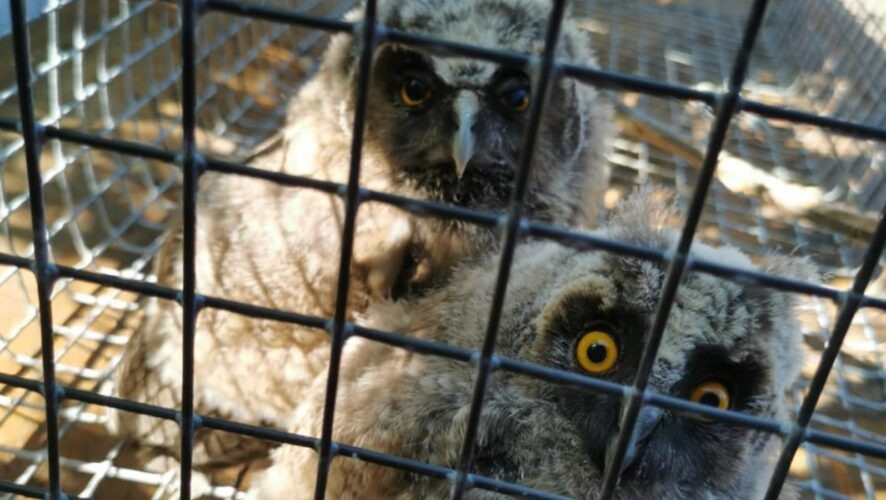    Фото: Госкомитет по биоресурсам РТ